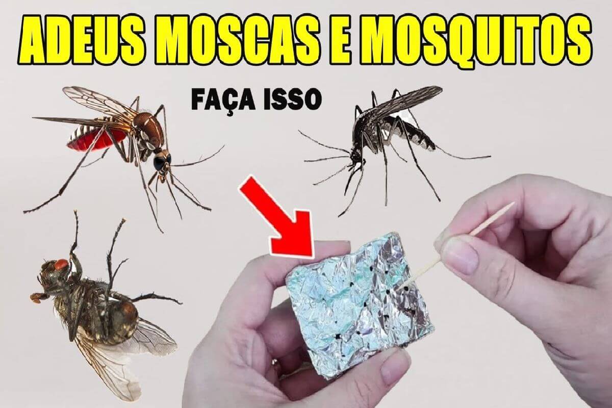 Dica Para Afastar Os Insetos Em Todos Os Cômodos Da Sua Casa 7025